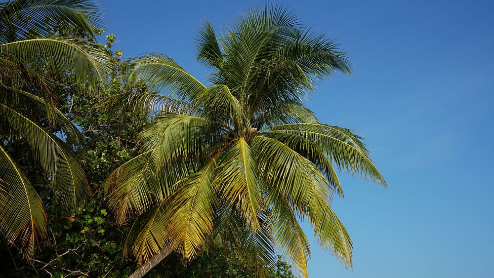 Palm tree background. Free public domain CC0 photo.