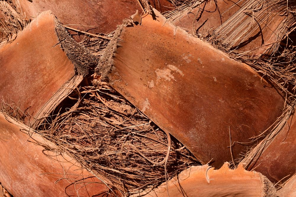 Palm trunk log close up. Free public domain CC0 photo.