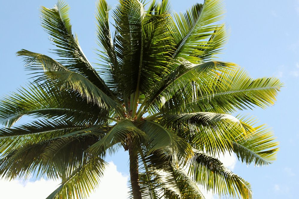 Palm tree, nature background. Free public domain CC0 photo.