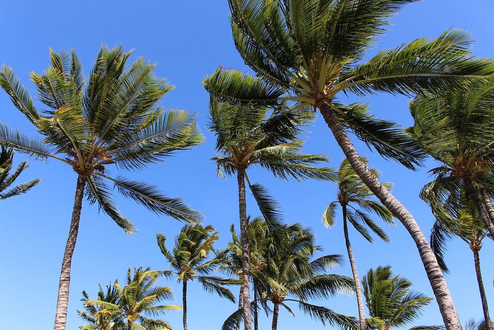 Palm tree, summer background. Free public domain CC0 photo.