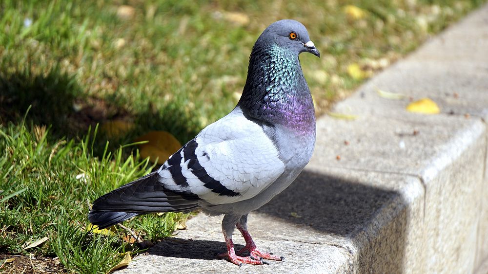 Pigeon close up photo. Free public domain CC0 image.