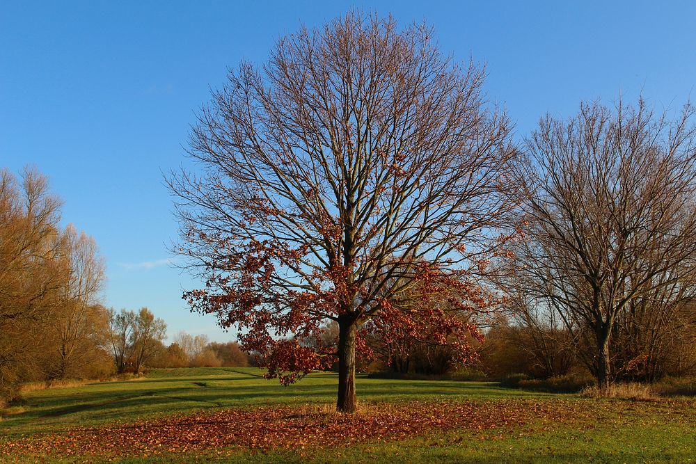 Beautiful Autumn tree background. Free public domain CC0 photo.