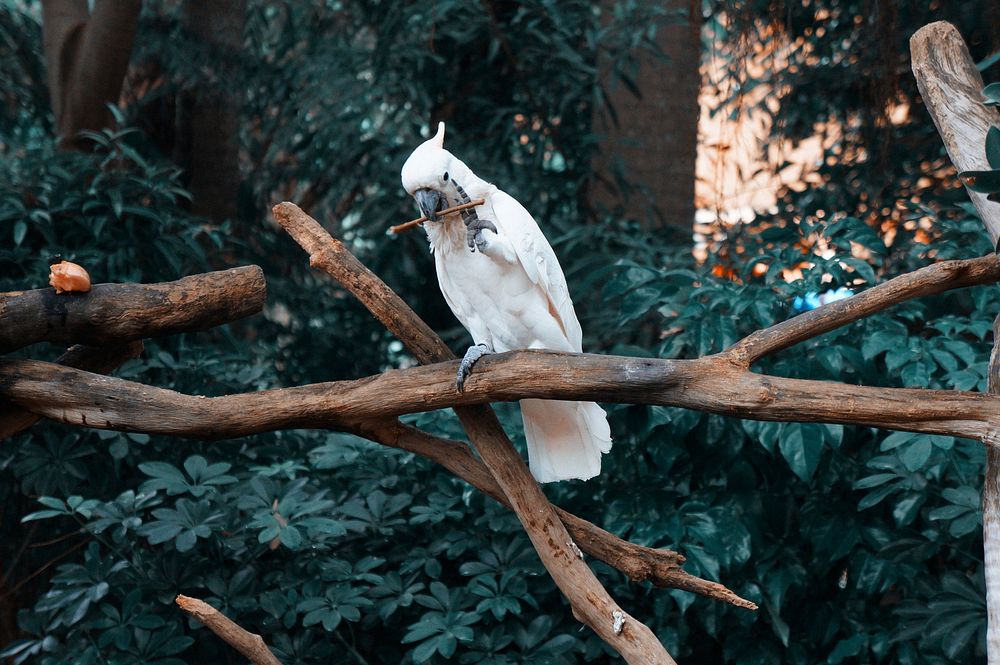 Parakett bird photo. Free public domain CC0 image.