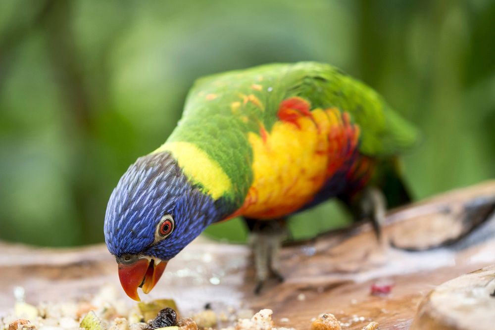 Rainbow lorikeet parrot photo. Free public domain CC0 image.
