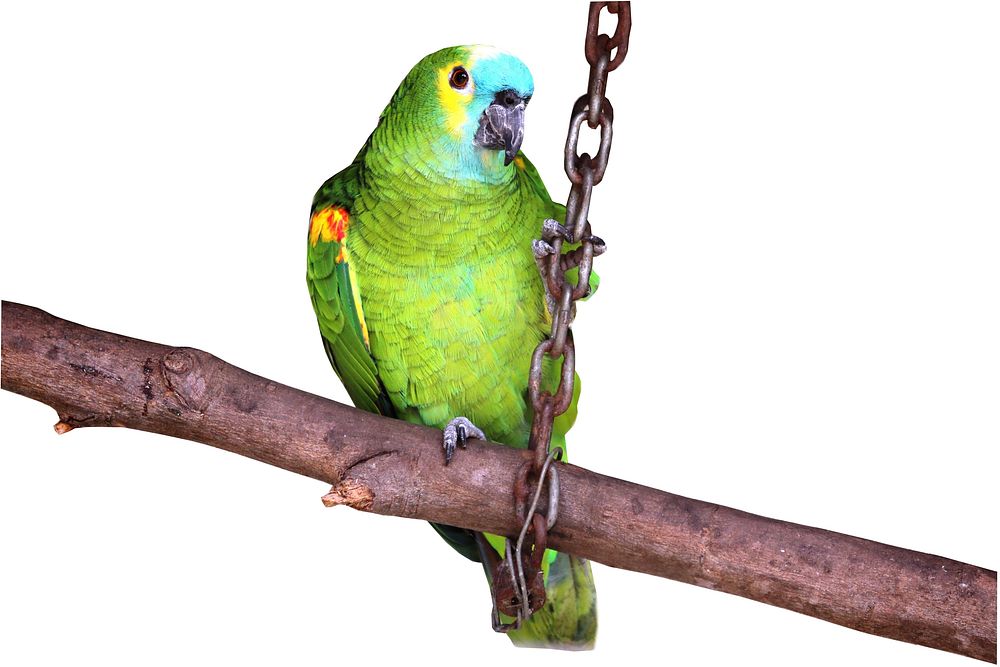 Cute green parrot, bird photo. Free public domain CC0 image.