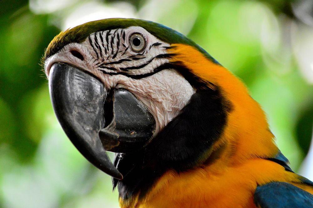 Macaw bird, close up. Free public domain CC0 image.