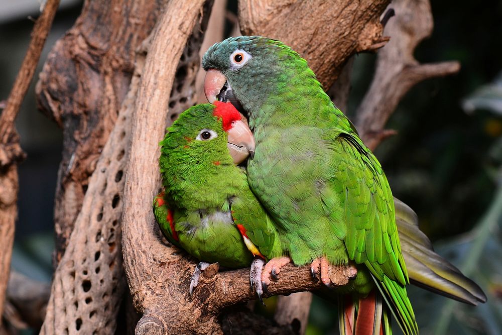 Cute green parrot, bird photo. Free public domain CC0 image.