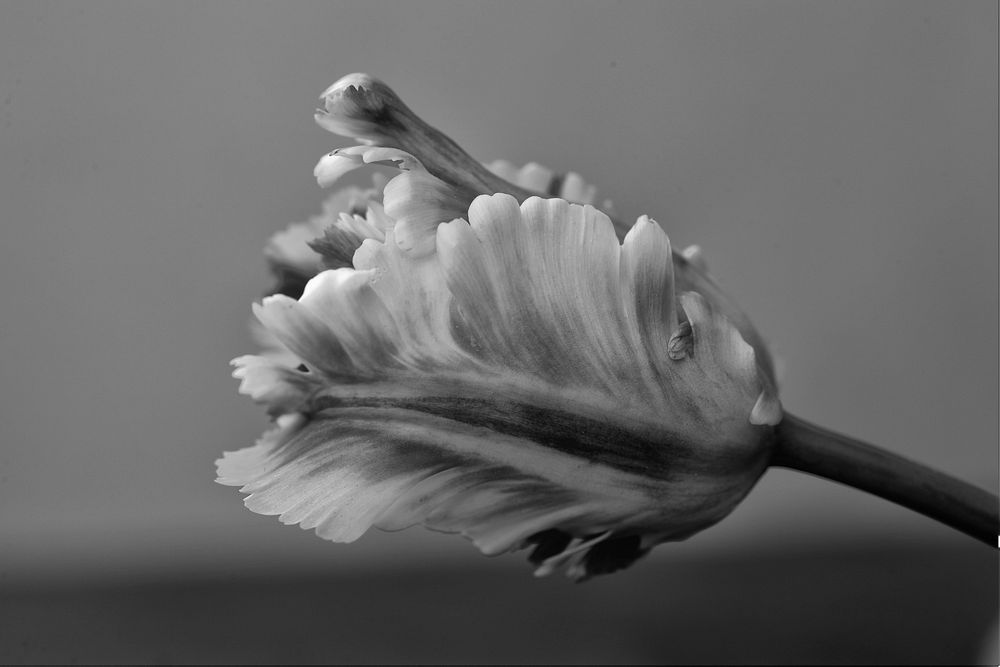 Wild tulip background, black and white design. Free public domain CC0 image.