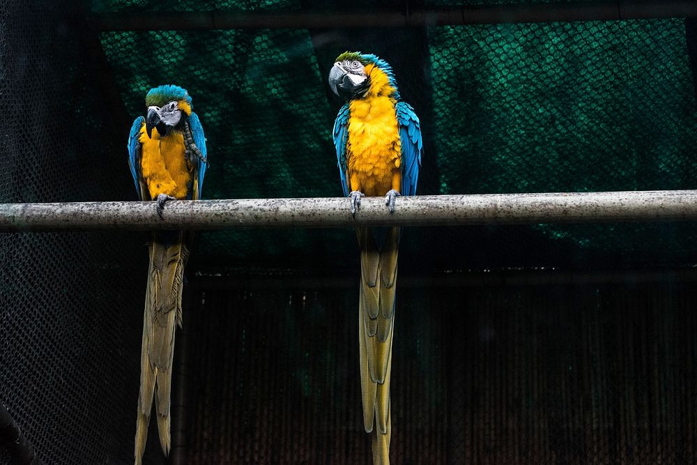 Two macaws at zoo. Free public domain CC0 image.