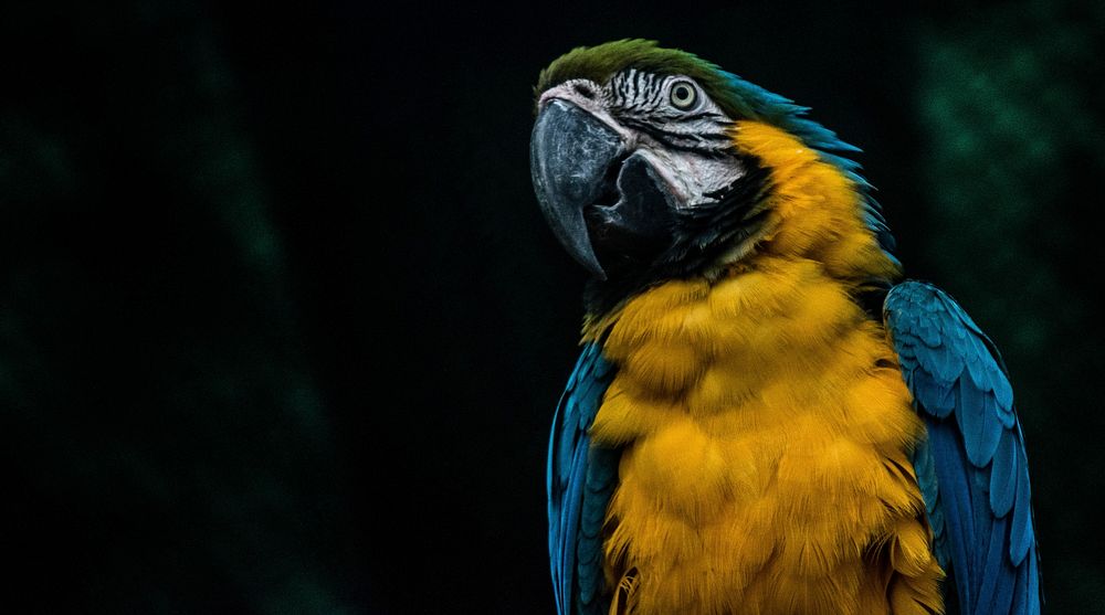 Macaw bird, close up. Free public domain CC0 image.