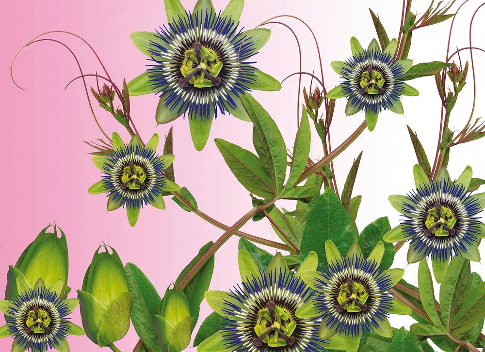 Bluecrown passionflower. Free public domain CC0 image.