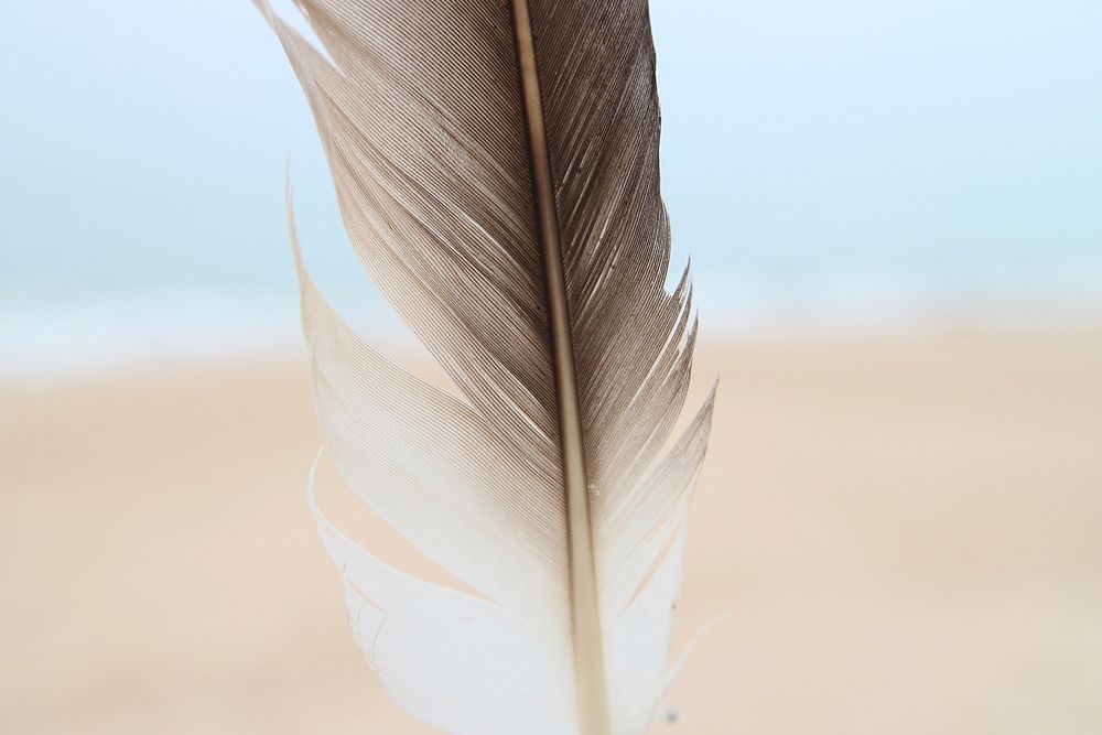 Seagull feather close up. Free public domain CC0 photo.
