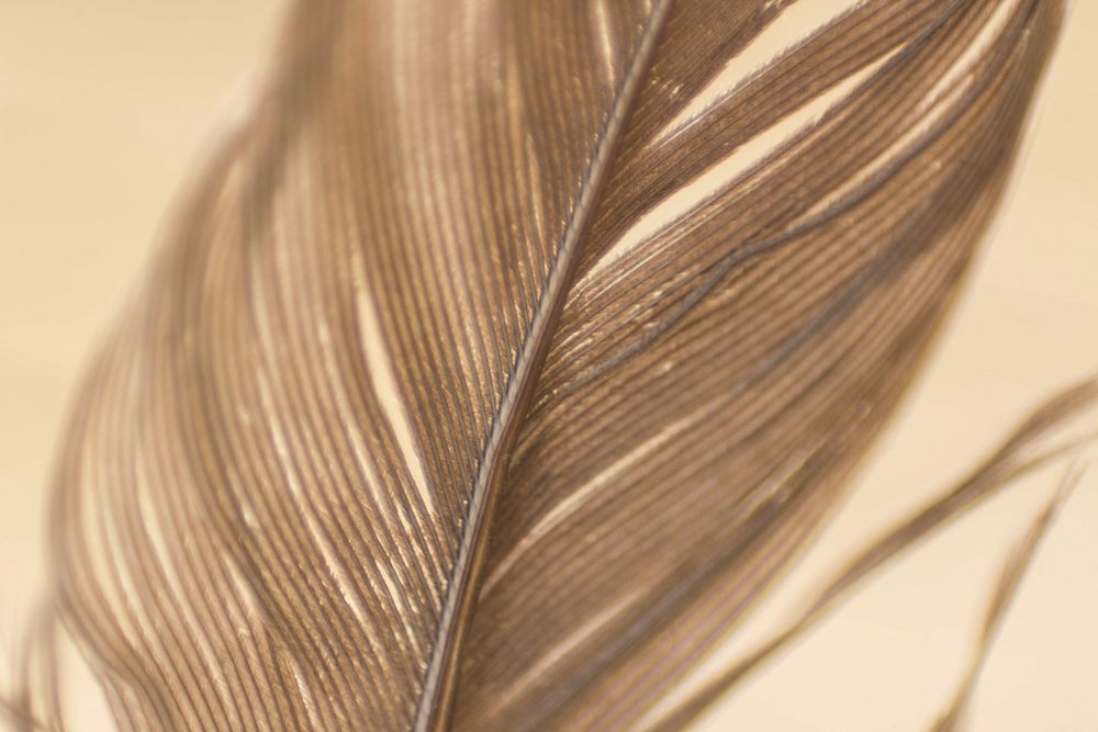 Beige bird feather background. Free public domain CC0 image.