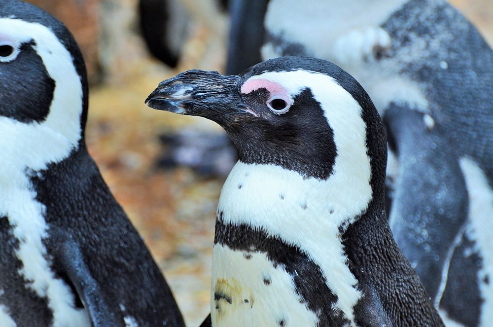 Humboldt penguins heads close up. Free public domain CC0 photo.