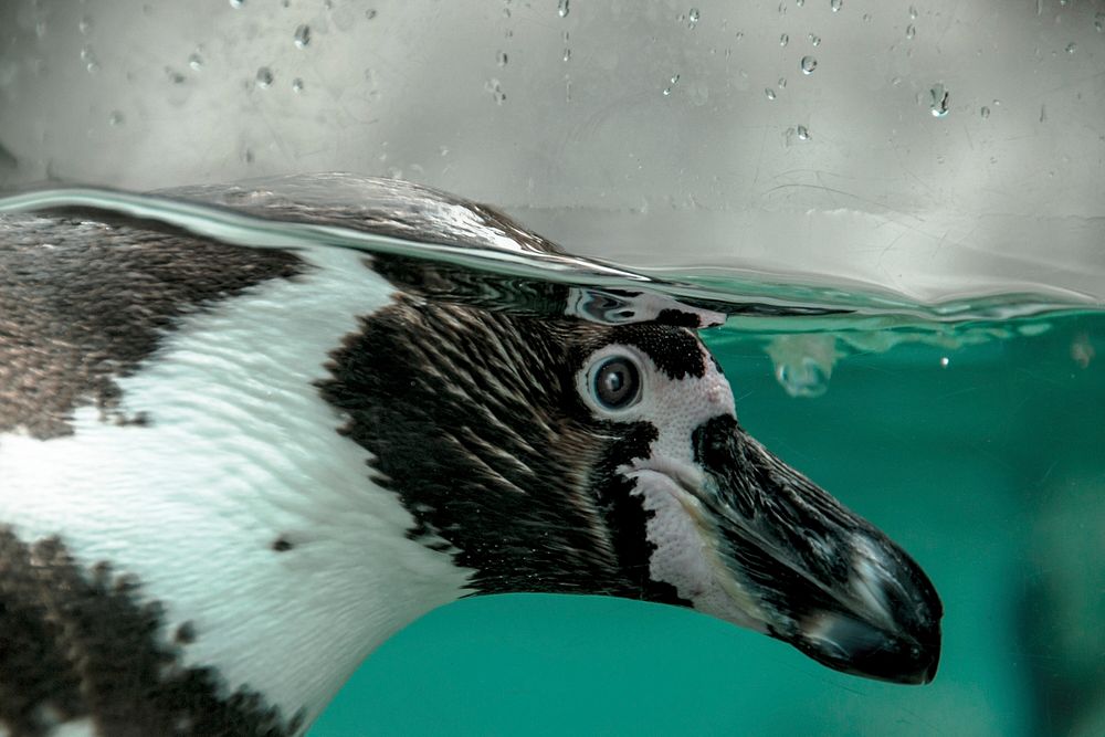 Humboldt penguin swimming close up. Free public domain CC0 photo.