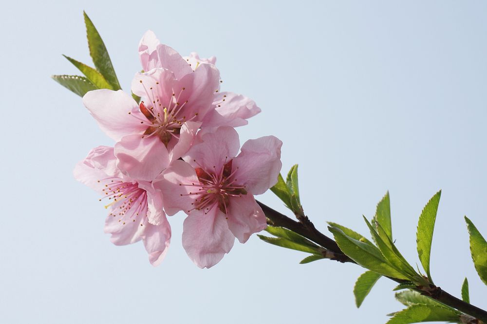 Pink peach blossom background. Free public domain CC0 image.