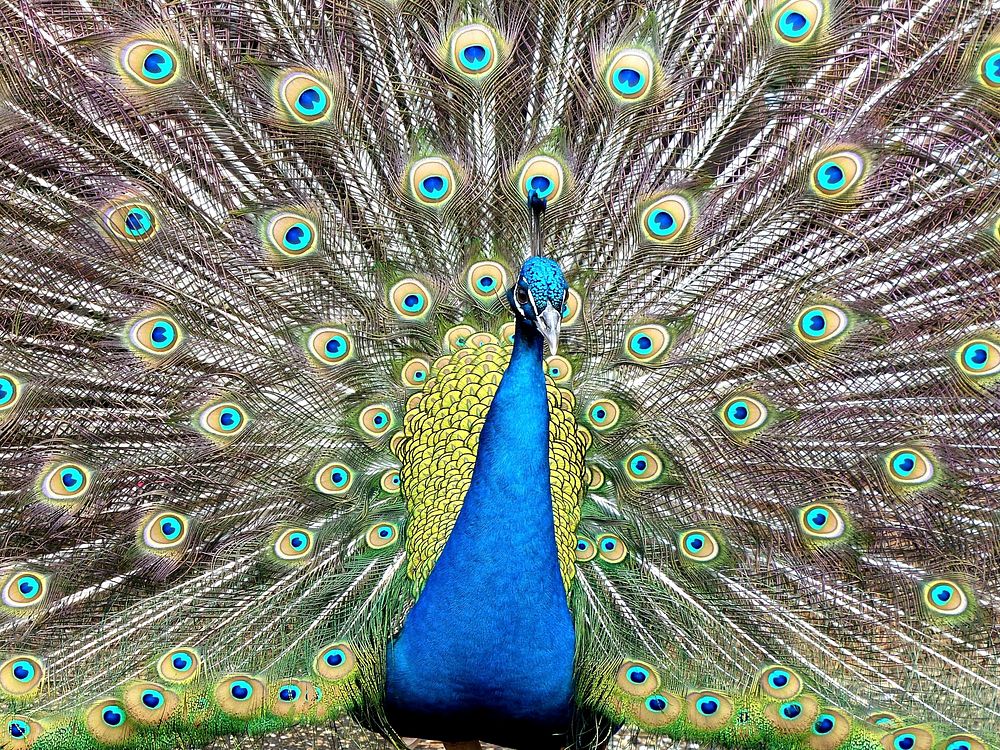 Beautiful peacock feather background. Free public domain CC0 image.