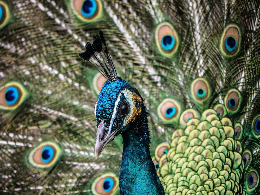 Beautiful peacock feathers photo. Free public domain CC0 image.