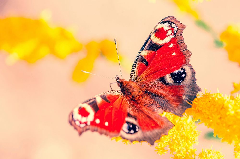 Butterfly on flower. Free public domain CC0 photo.