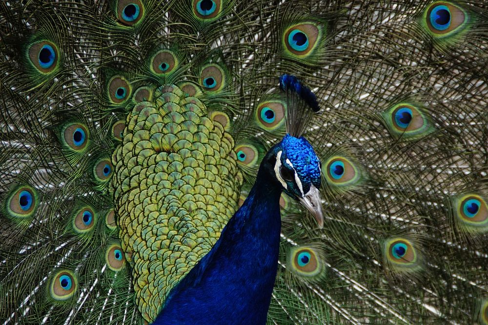 Peacock bird, beautiful animal. Free public domain CC0 image.