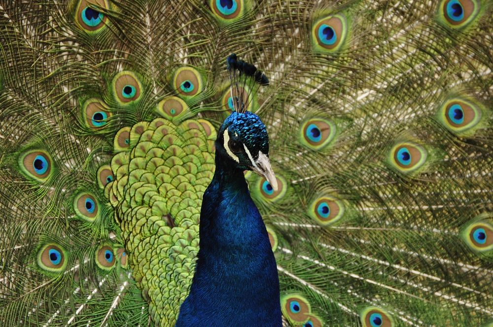 Beautiful peacock feathers photo. Free public domain CC0 image.