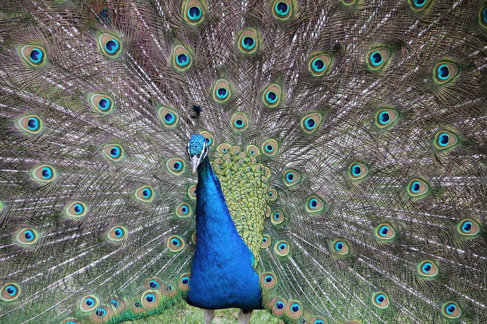 Peacock bird, beautiful animal. Free public domain CC0 image.