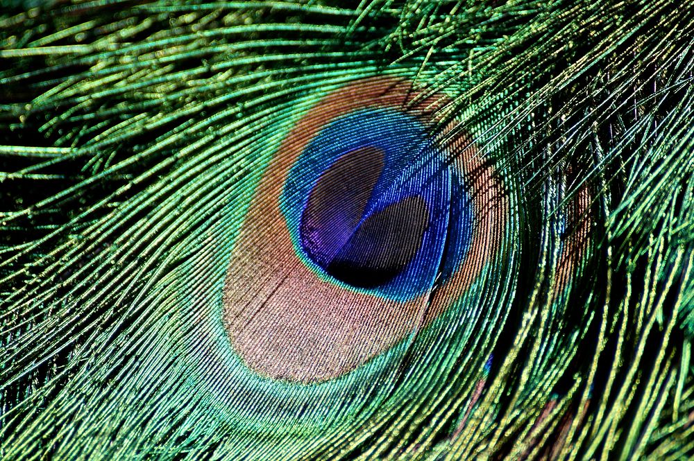 Peacock feather pattern background. Free public domain CC0 image.