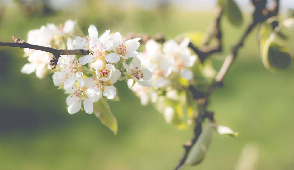 White cherry blossom. Free public domain CC0 photo.