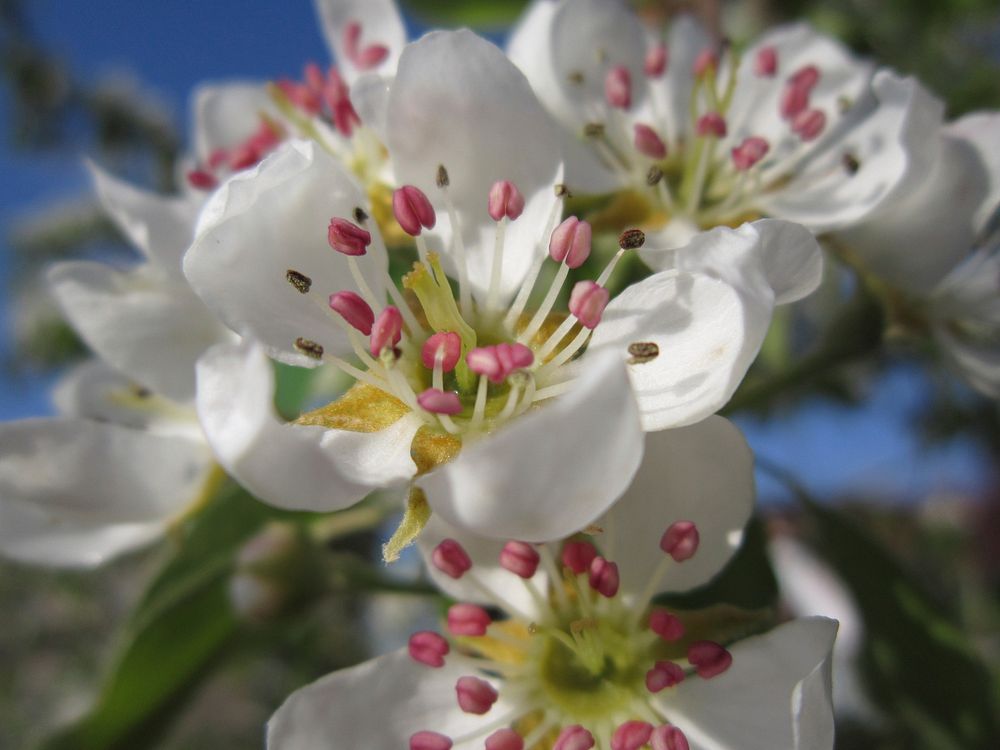 White flower background. Free public domain CC0 photo.