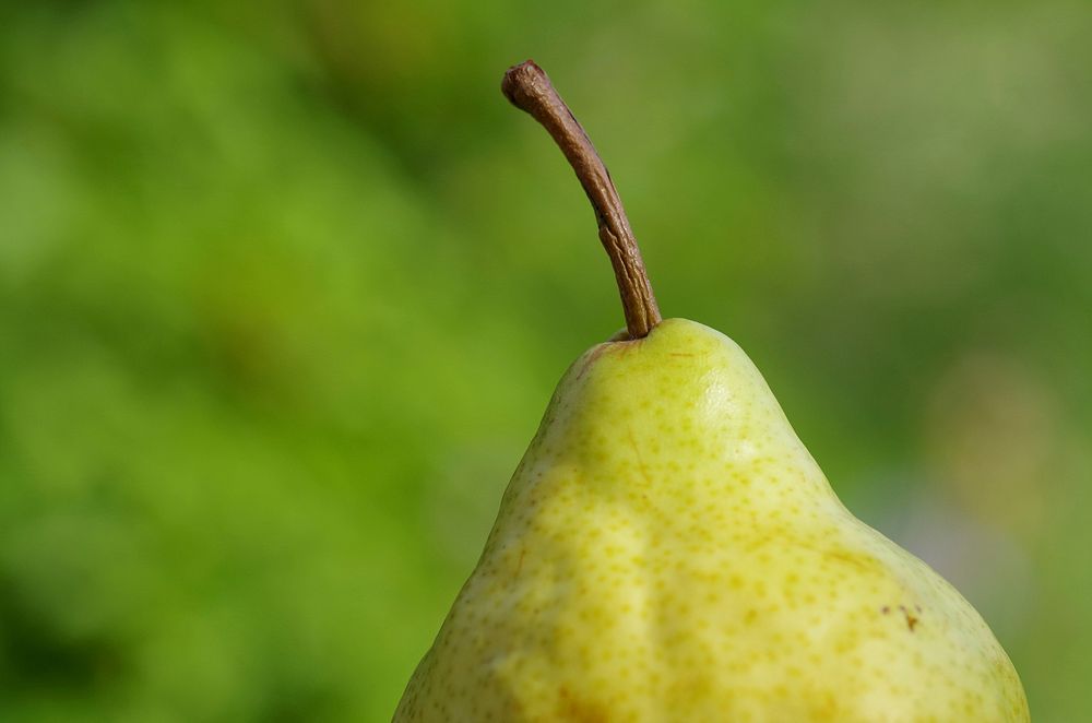 Closeup on green pear. Free public domain CC0 photo.