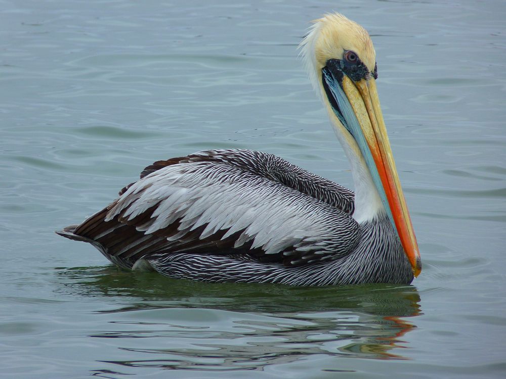 Peruvian pelican swimming close up. Free public domain CC0 photo.