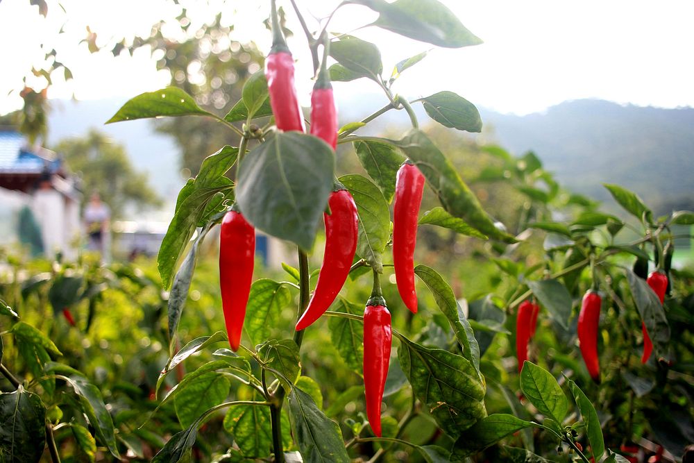 Red chili, farm produce. Free public domain CC0 photo