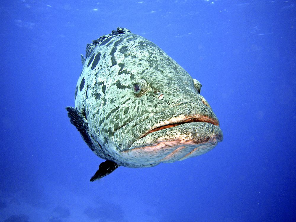 Potato grouper fish close up. Free public domain CC0 photo.