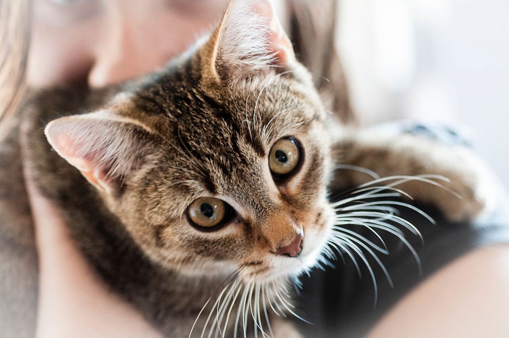 Adorable striped cat background, free public domain CC0 photo.