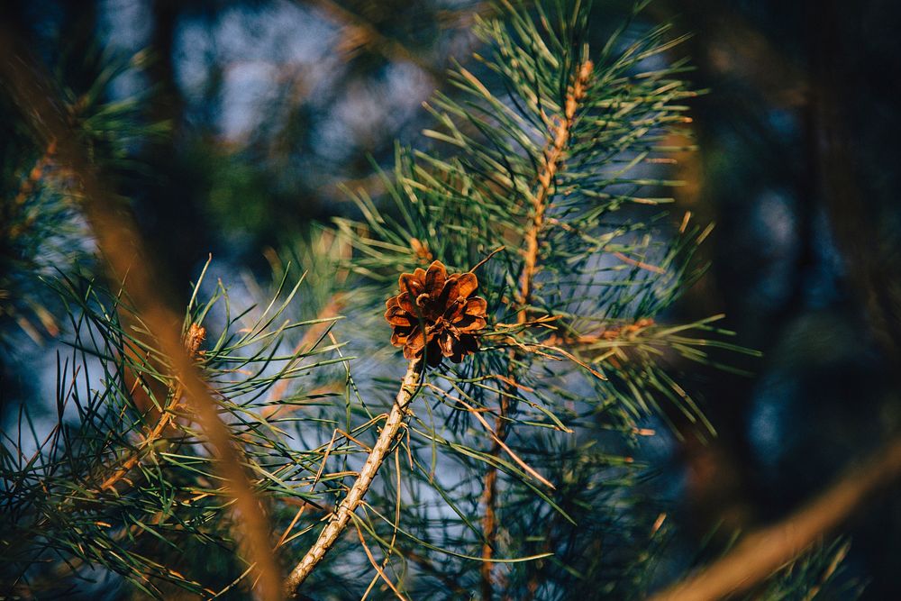 Conifer cone, pine tree, nature background. Free public domain CC0 photo.