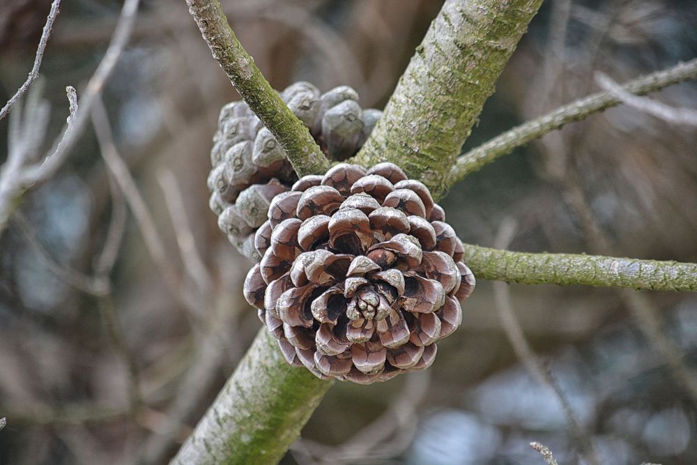 Aesthetic pine cone, nature background. Free public domain CC0 photo.