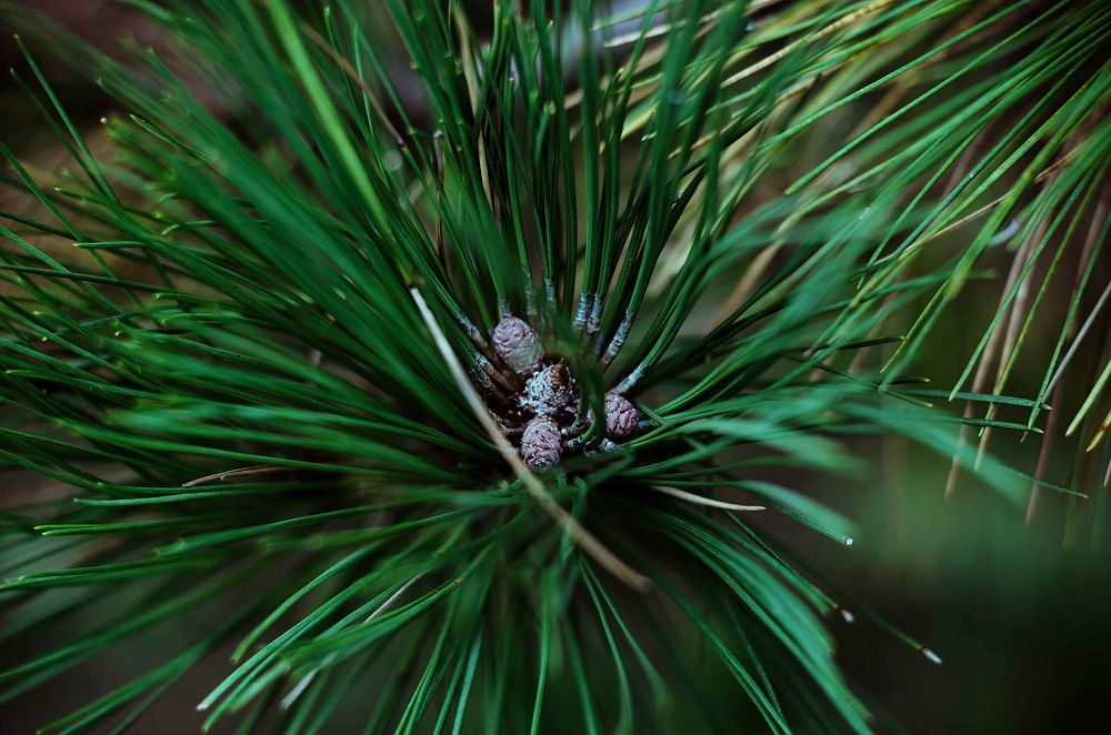 Conifer cone, pine tree, nature background. Free public domain CC0 photo.