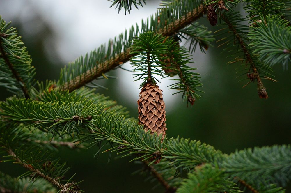 Closeup on conifer cone hanging on tree. Free public domain CC0 image.