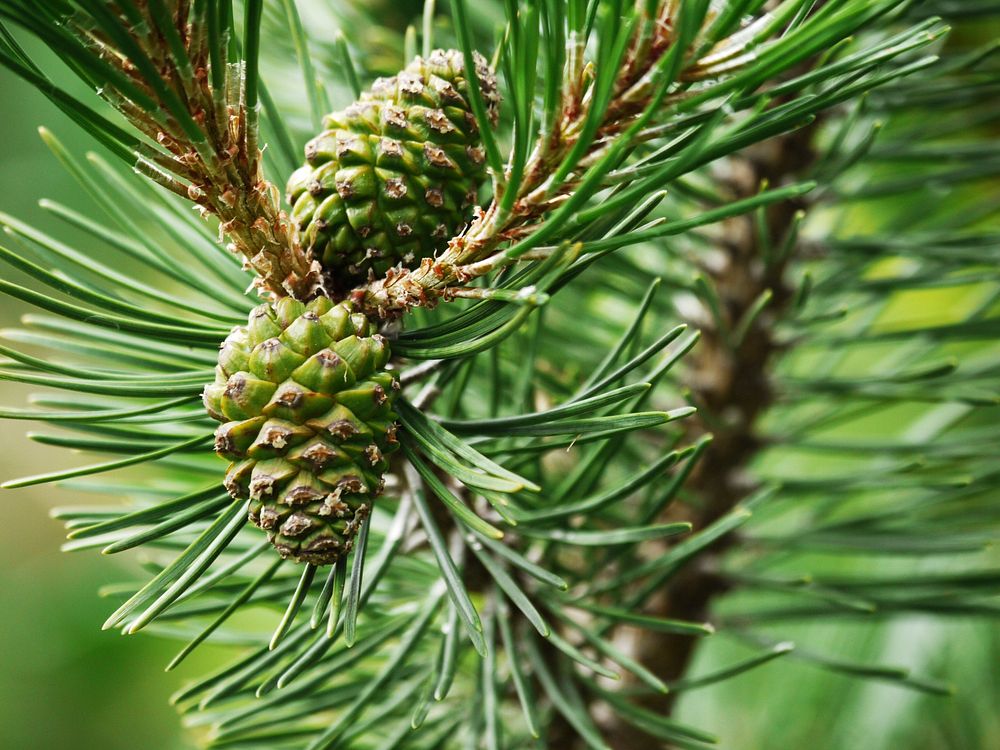 Conifer cone, pine tree, nature background. Free public domain CC0 photo.