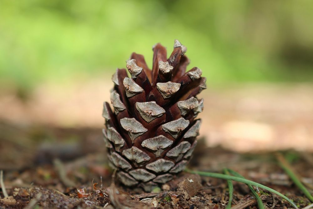 Beautiful conifer cone background. Free public domain CC0 photo.