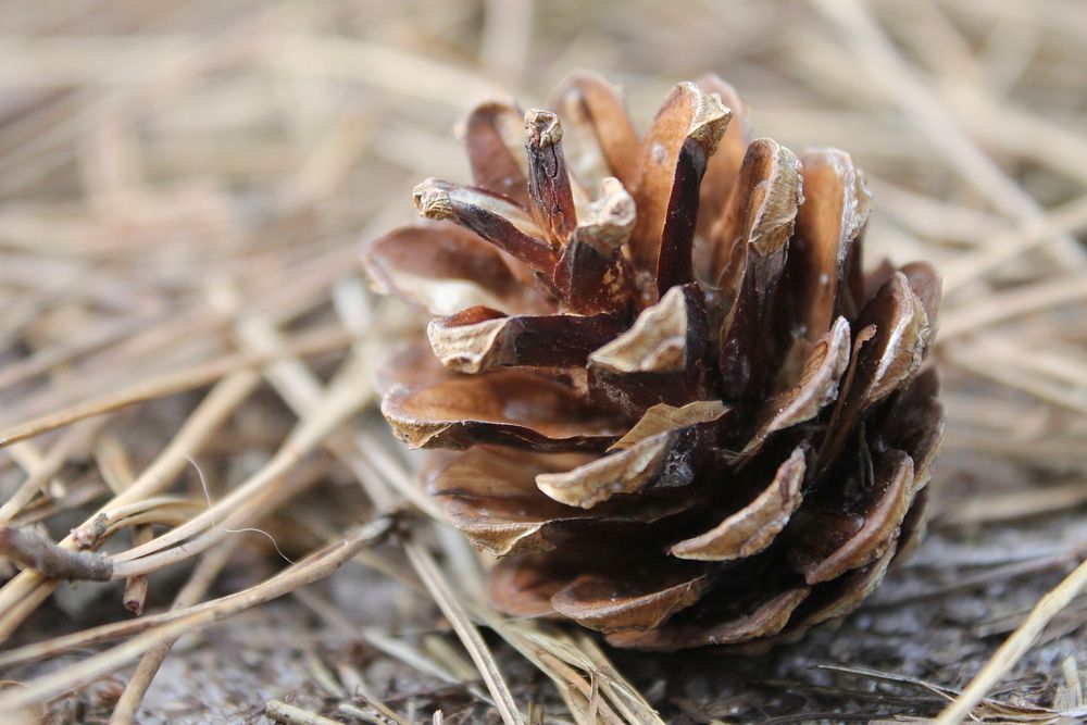 Autumn pine cone aesthetic background. Free public domain CC0 photo.