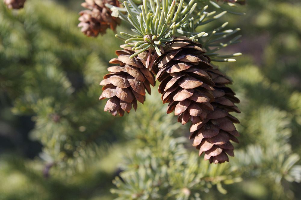 Beautiful conifer cone background. Free public domain CC0 photo.