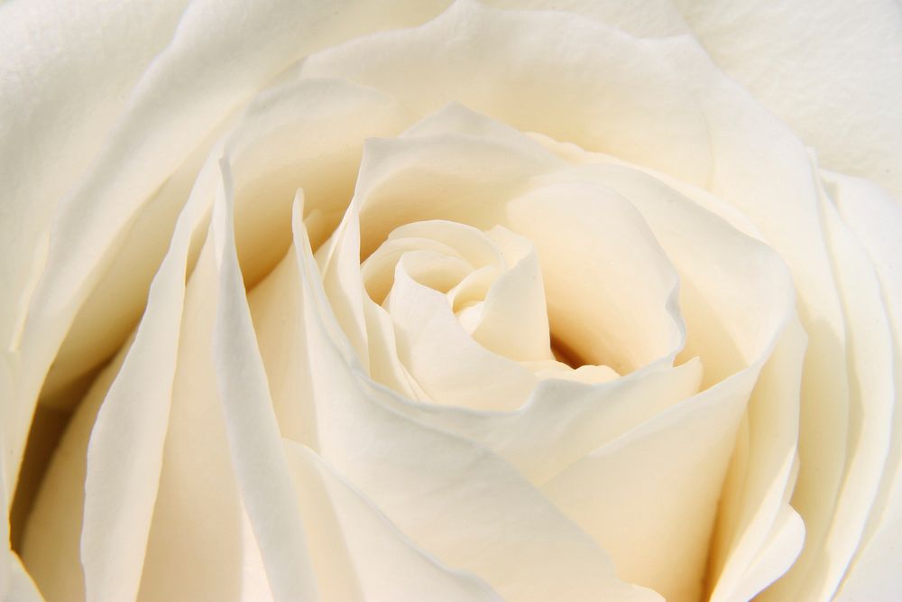 White rose background. Free public domain CC0 image.