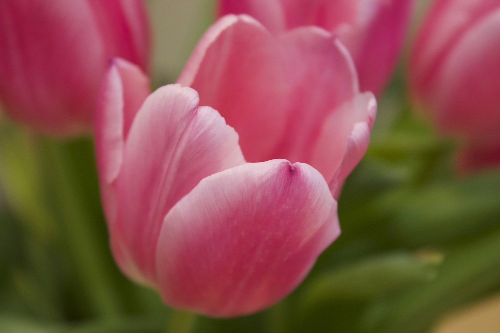 Pink tulip background. Free public domain CC0 image.