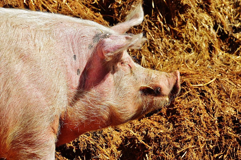 Pig, hog industry. Free public domain CC0 photo.
