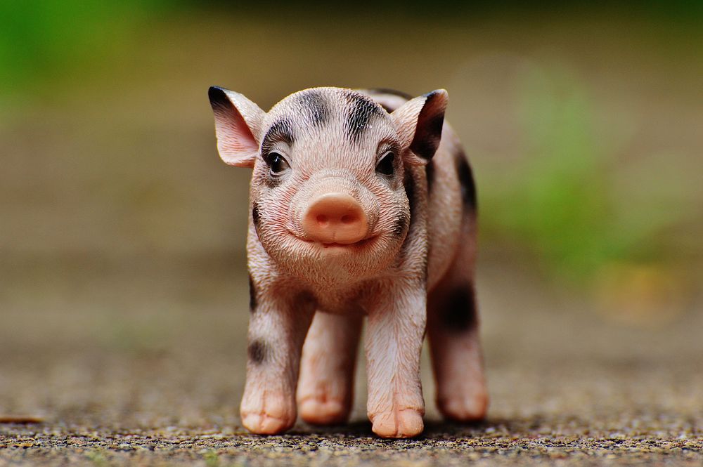 Cute tiny piglet. Free public domain CC0 photo.