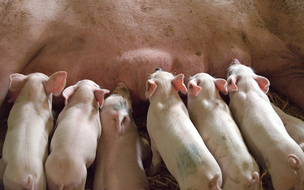 Cute tiny piglets. 