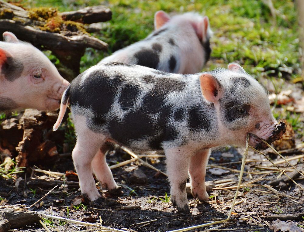 Cute tiny piglets. 