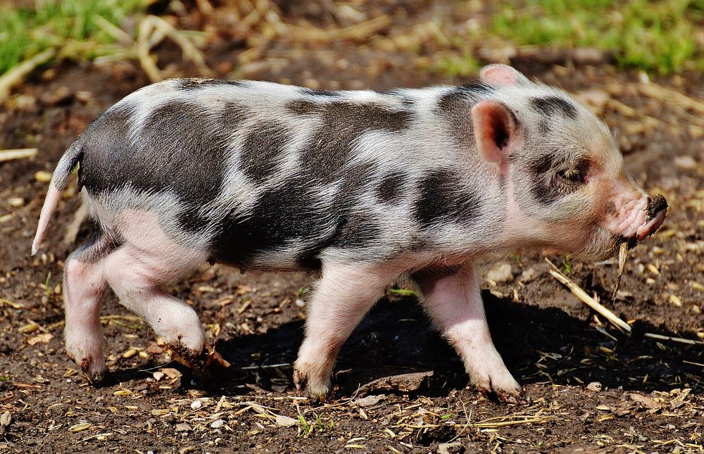 Cute tiny piglet. Free public domain CC0 photo.