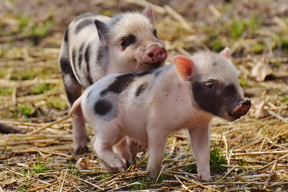 Cute tiny piglets. 